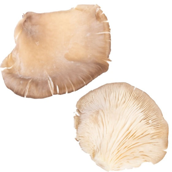 COGUMELO PLEUROTUS FRESCO