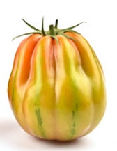 TOMATE TIPO CORAÇAO BOI